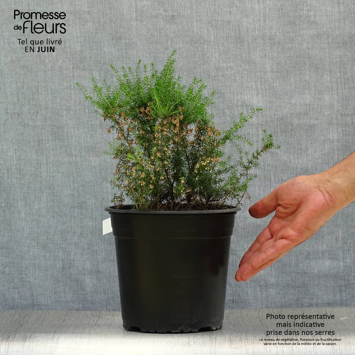 Promesse de Fleurs - Bruyère arborescente Pink Joy - Erica arborea Pot de 4L/5L - Image 2