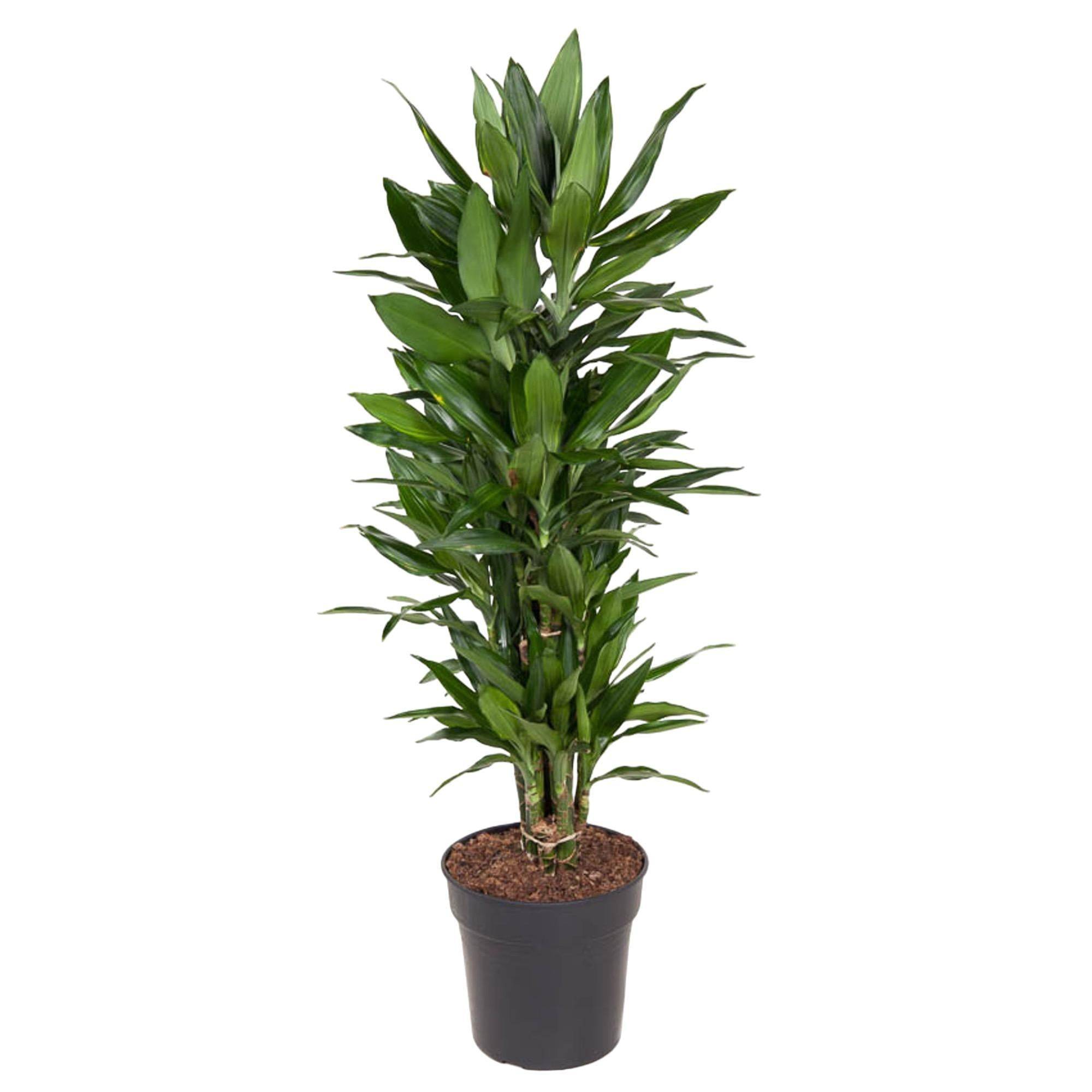 La Green Touch - Dracaena Janet Lind Ramifié - D27 H110cm