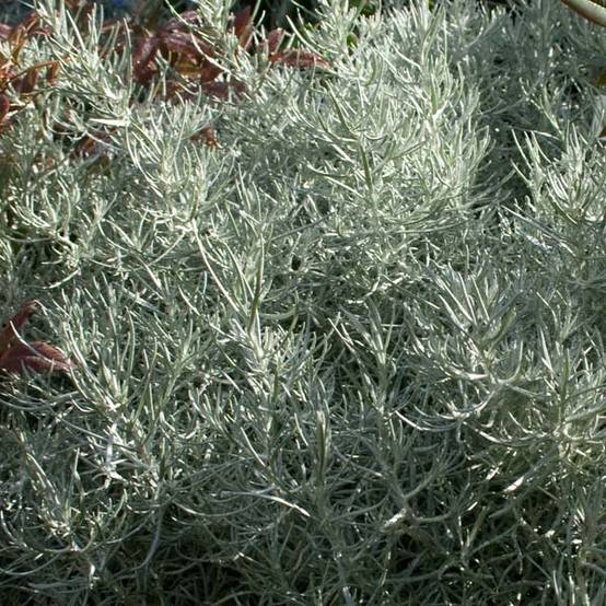Helichrysum italicum - Plante-curry Godet de 7/8 cm