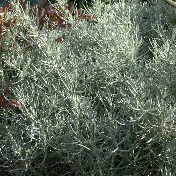 Helichrysum italicum - Plante-curry Godet de 7/8 cm