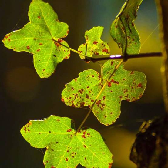 Érable de Montpellier (Acer monspessulanum) - Godet - Taille 20/40cm - Pépinières Naudet - Image 2