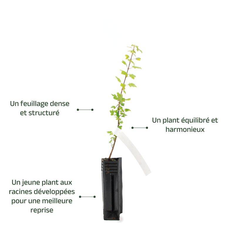 Érable de Montpellier (Acer monspessulanum) - Godet - Taille 20/40cm - Pépinières Naudet - Image 4