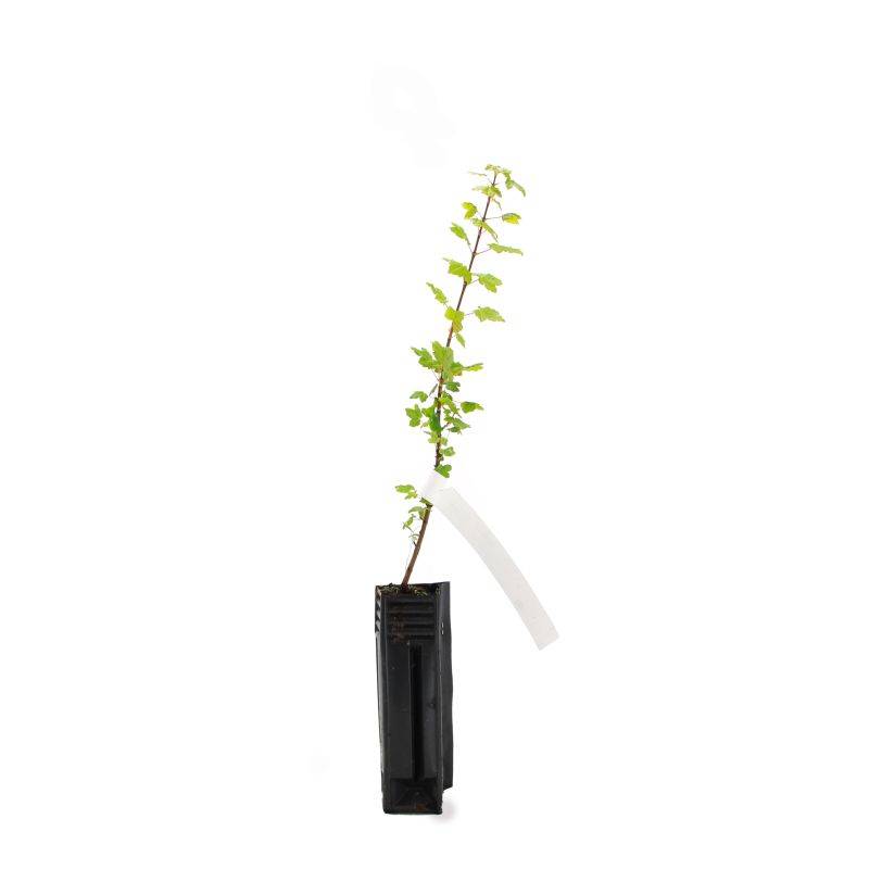 Érable de Montpellier (Acer monspessulanum) - Godet - Taille 20/40cm - Pépinières Naudet - Image 3