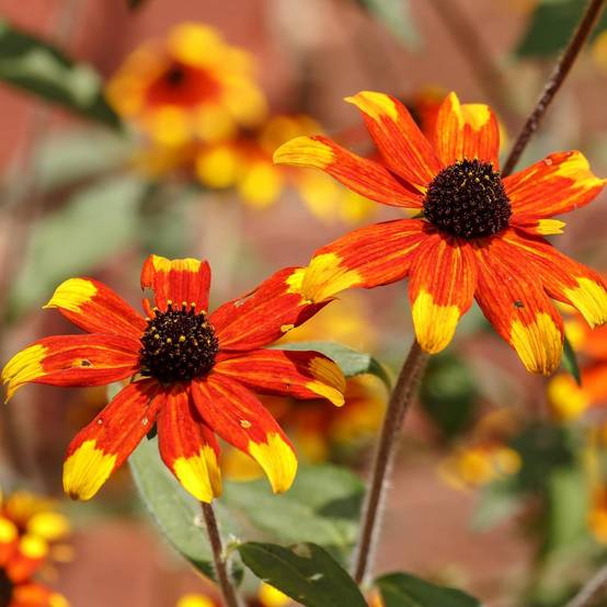 Rudbeckia triloba Prairie Glow Godet de 8/9 cm