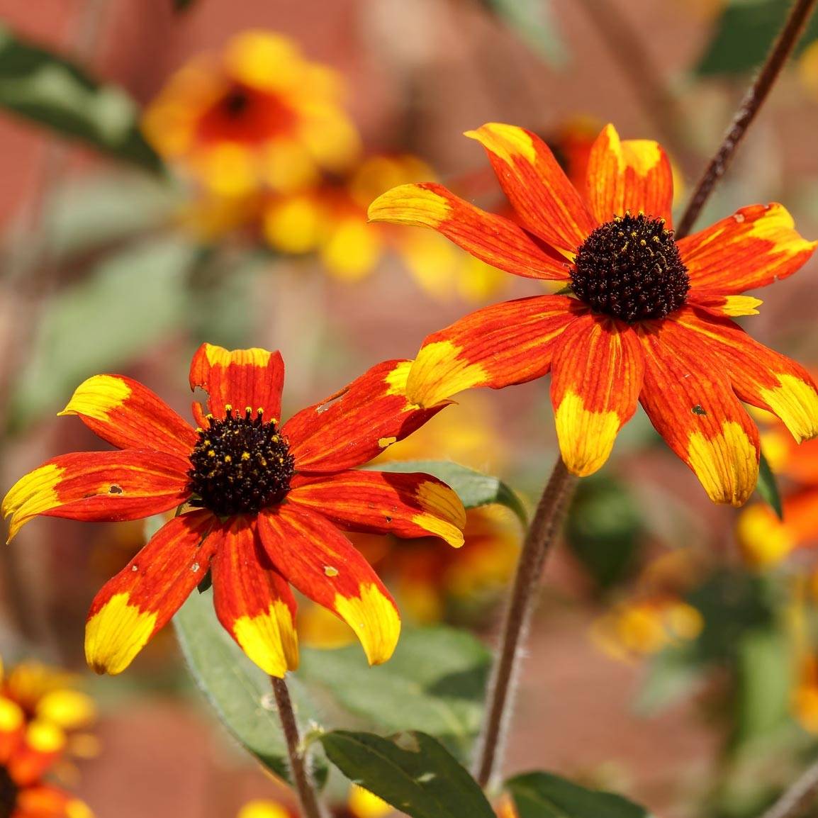 Rudbeckia triloba Prairie Glow Godet de 8/9 cm