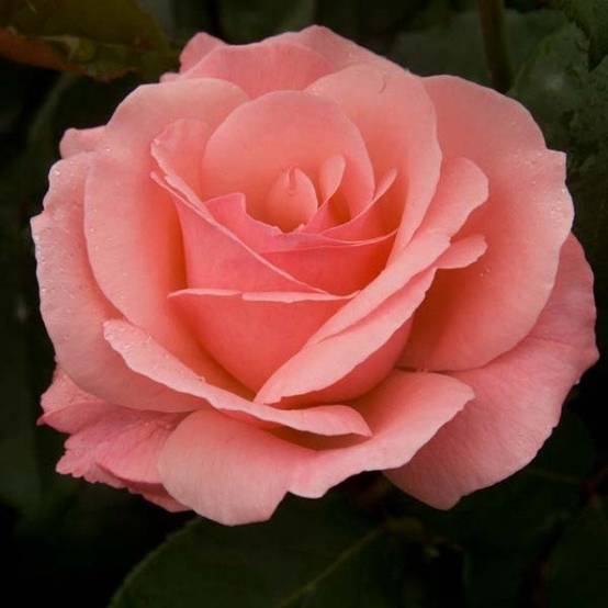 Promesse de Fleurs - Rosier tige Queen Elisabeth Racines nues en motte, Tige, Tige de 50/60