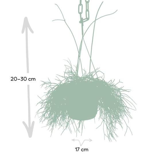 Rhipsalis baccifera h25cm 25cm - Plante d'intérieur- La Green Touch - Image 4