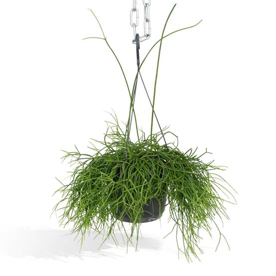 Rhipsalis baccifera h25cm 25cm - Plante d'intérieur- La Green Touch - Image 2