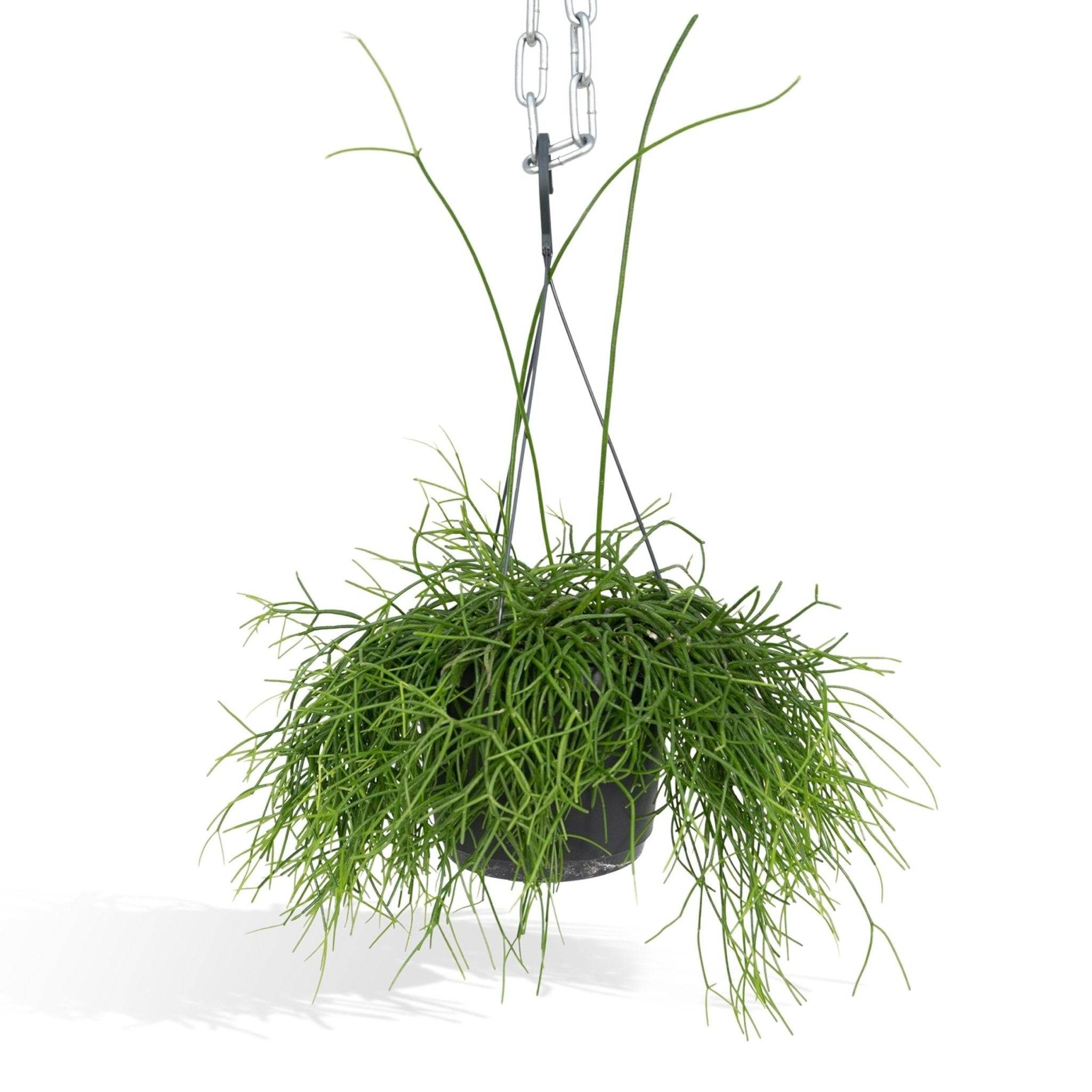 Rhipsalis baccifera  h25cm 25cm - Plante d'intérieur- La Green Touch - Image 2