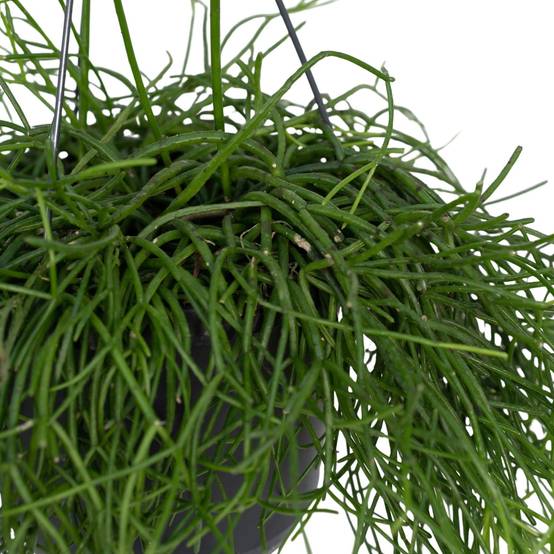 Rhipsalis baccifera h25cm 25cm - Plante d'intérieur- La Green Touch - Image 3