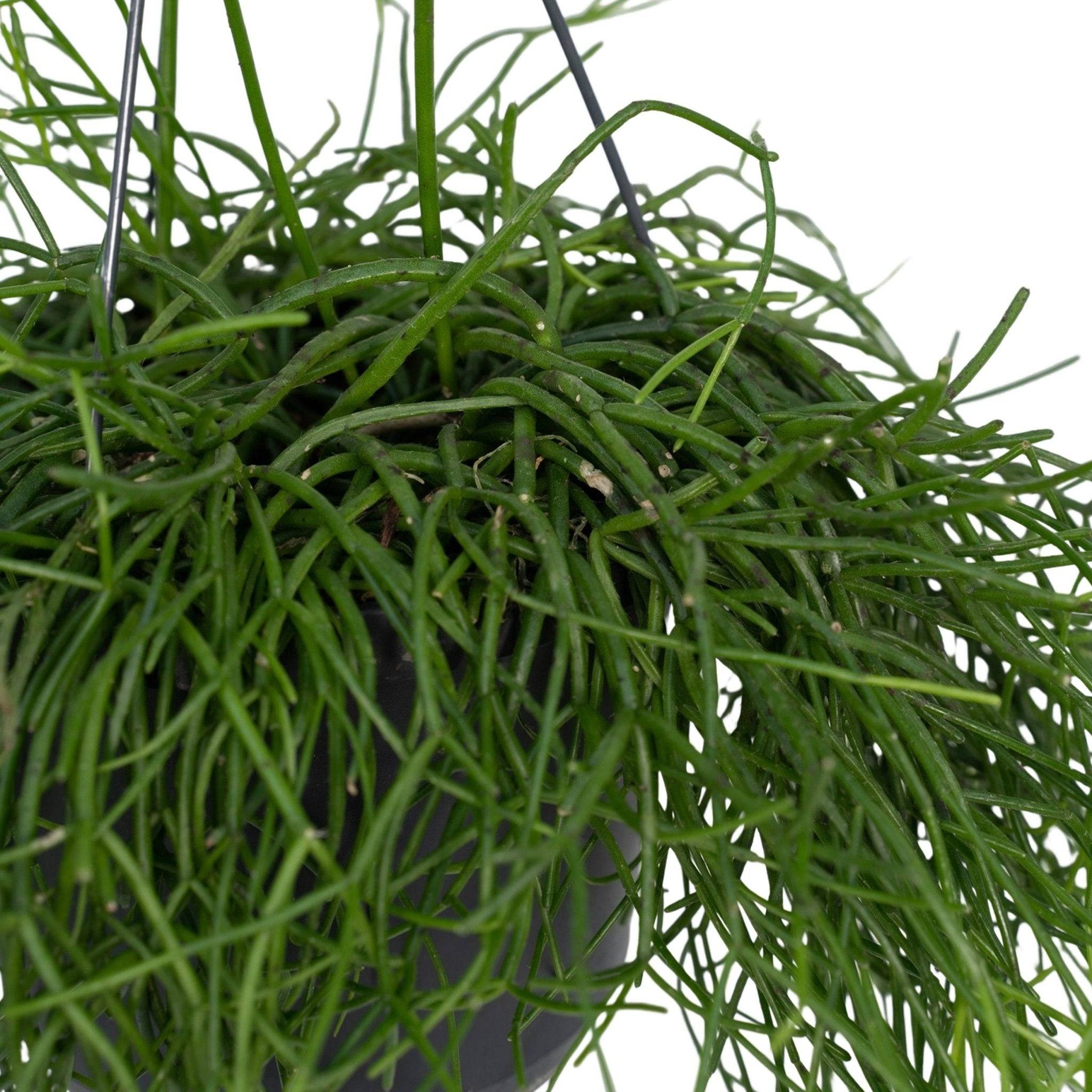 Rhipsalis baccifera  h25cm 25cm - Plante d'intérieur- La Green Touch - Image 3
