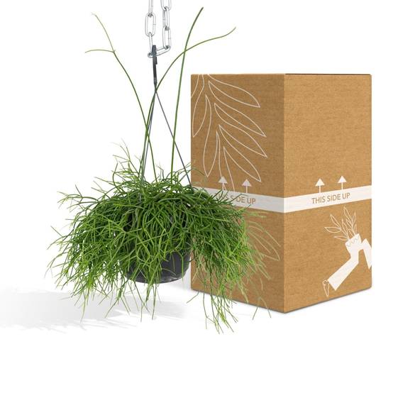 Rhipsalis baccifera h25cm 25cm - Plante d'intérieur- La Green Touch - Image 5