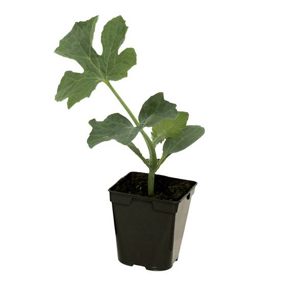 Plant de pasteque Mini Love f1 pot de 0,5 litre - Image 2