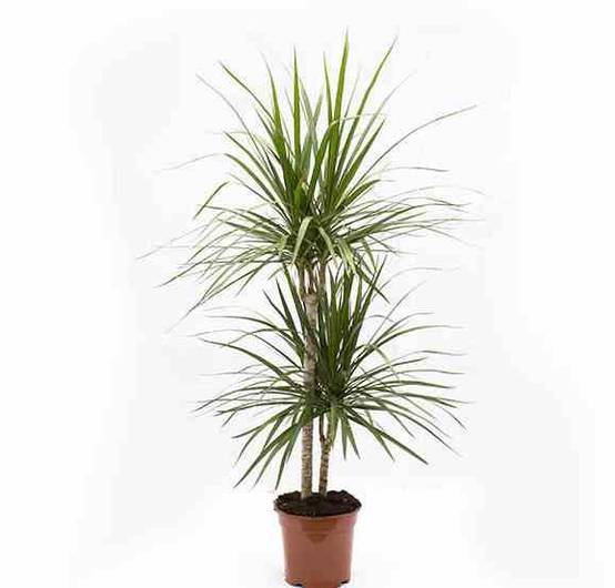 0 - Dracaena marginata 'Vert' (dragonnier) Pot de 50L - 150/175cm - Image 1