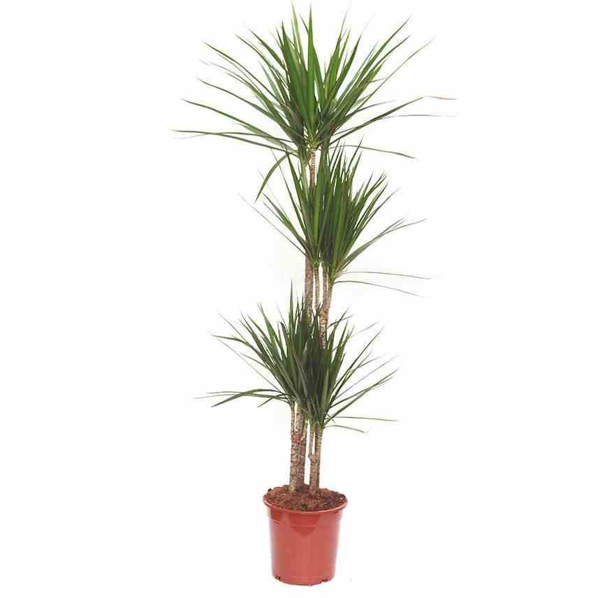 0 - Dracaena marginata 'Vert' (dragonnier) Pot de 50L - 150/175cm - Image 3