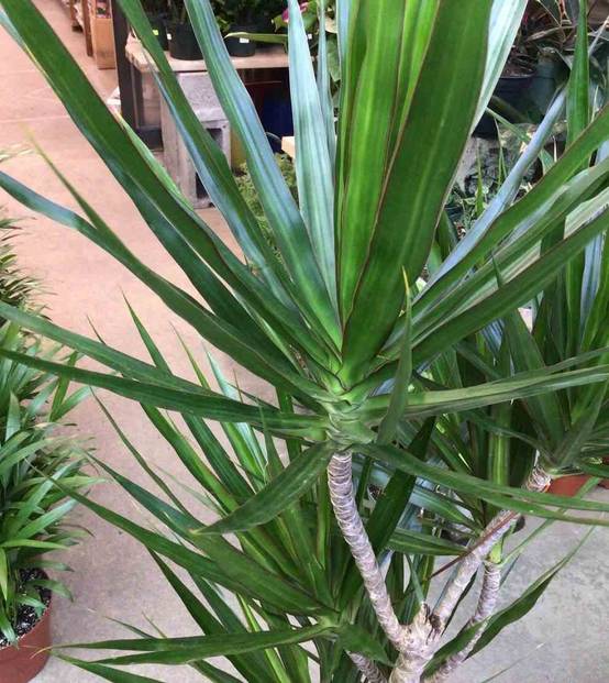 0 - Dracaena marginata 'Vert' (dragonnier) Pot de 50L - 150/175cm - Image 2