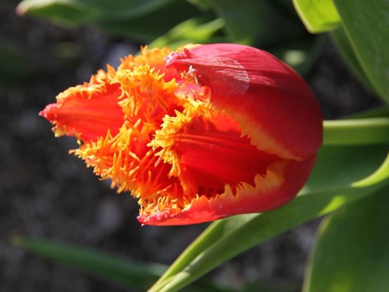 Promesse de Fleurs - Tulipe dentelée Fabio Bulbe calibre 11+ (par 10)