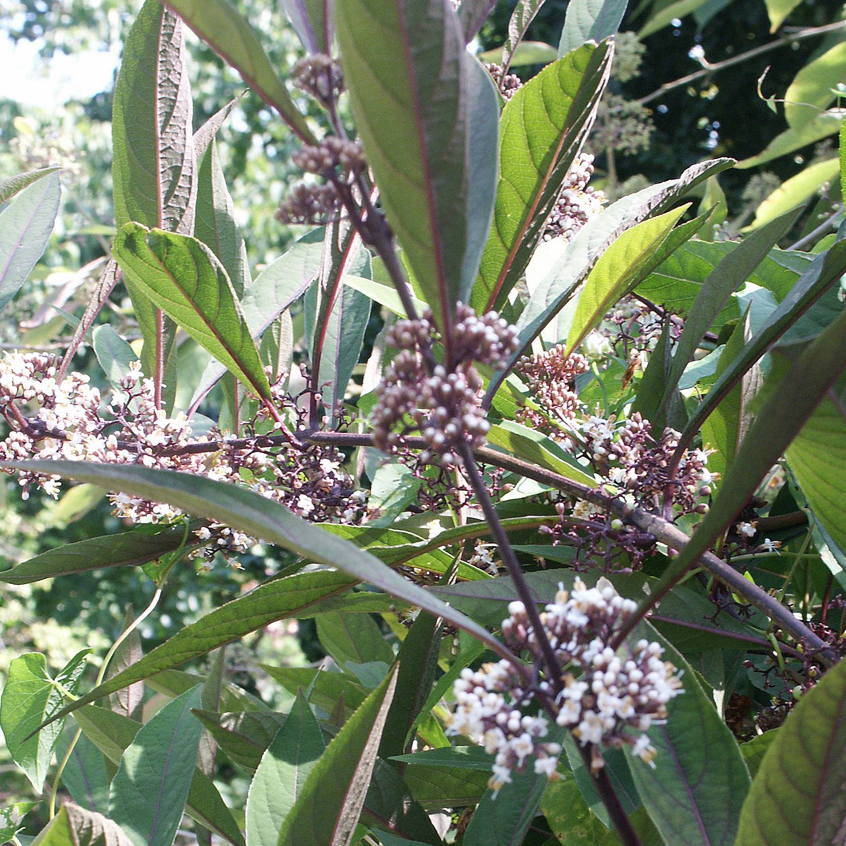 Callicarpa kwangtungensis Pot de 2L/3L - Image 1
