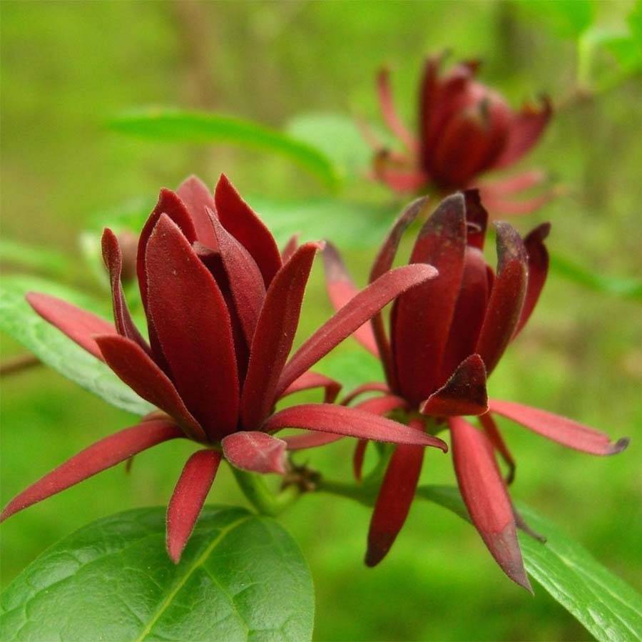 Promesse de Fleurs - Calycanthus floridus - Arbre aux anémones Pot de 4L/5L - Image 1