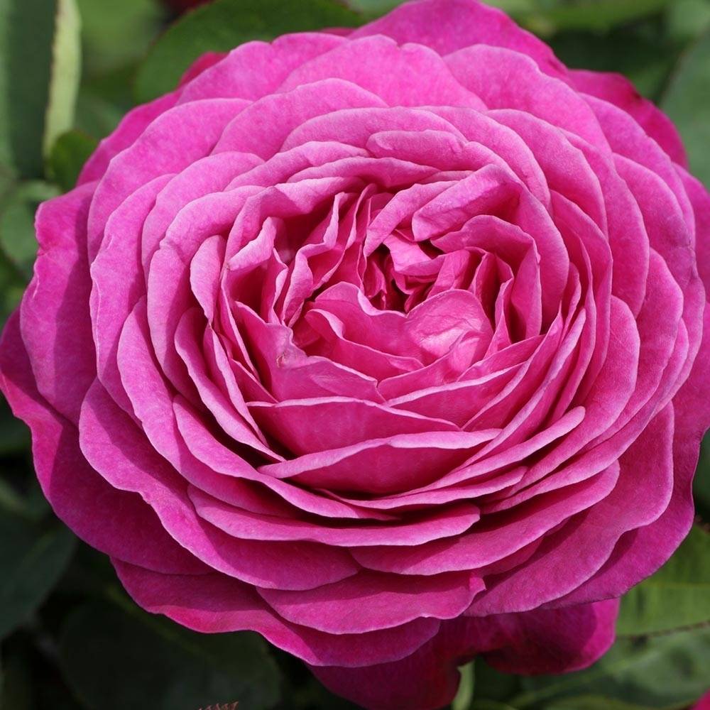 Rosier fleurs groupées Heidi Klum  Pot de 4L/5L