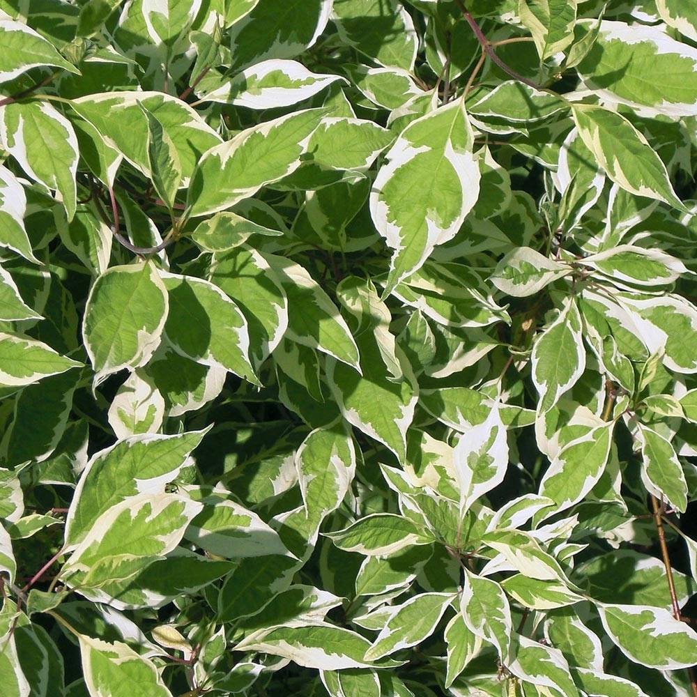 Promesse de Fleurs - Cornus alba Elegantissima - Cornouiller blanc panaché Pot de 2L/3L - Image 1