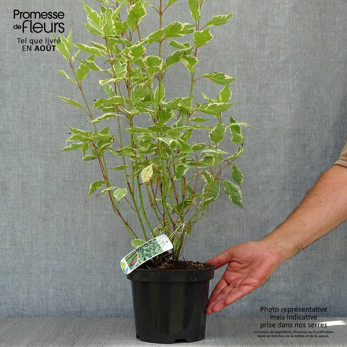 Promesse de Fleurs - Cornus alba Elegantissima - Cornouiller blanc panaché Pot de 2L/3L - Image 2