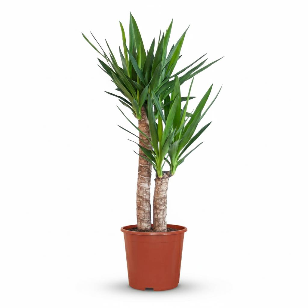Yucca Elephantipes - Pot de 21cm - Hauteur 80 - 90cm - Sans cache-pot - Plantes d'intérieur - Image 2