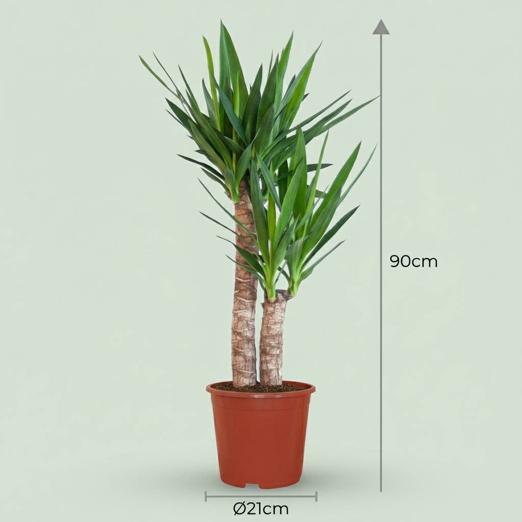 Yucca Elephantipes - Pot de 21cm - Hauteur 80 - 90cm - Sans cache-pot - Plantes d'intérieur - Image 3