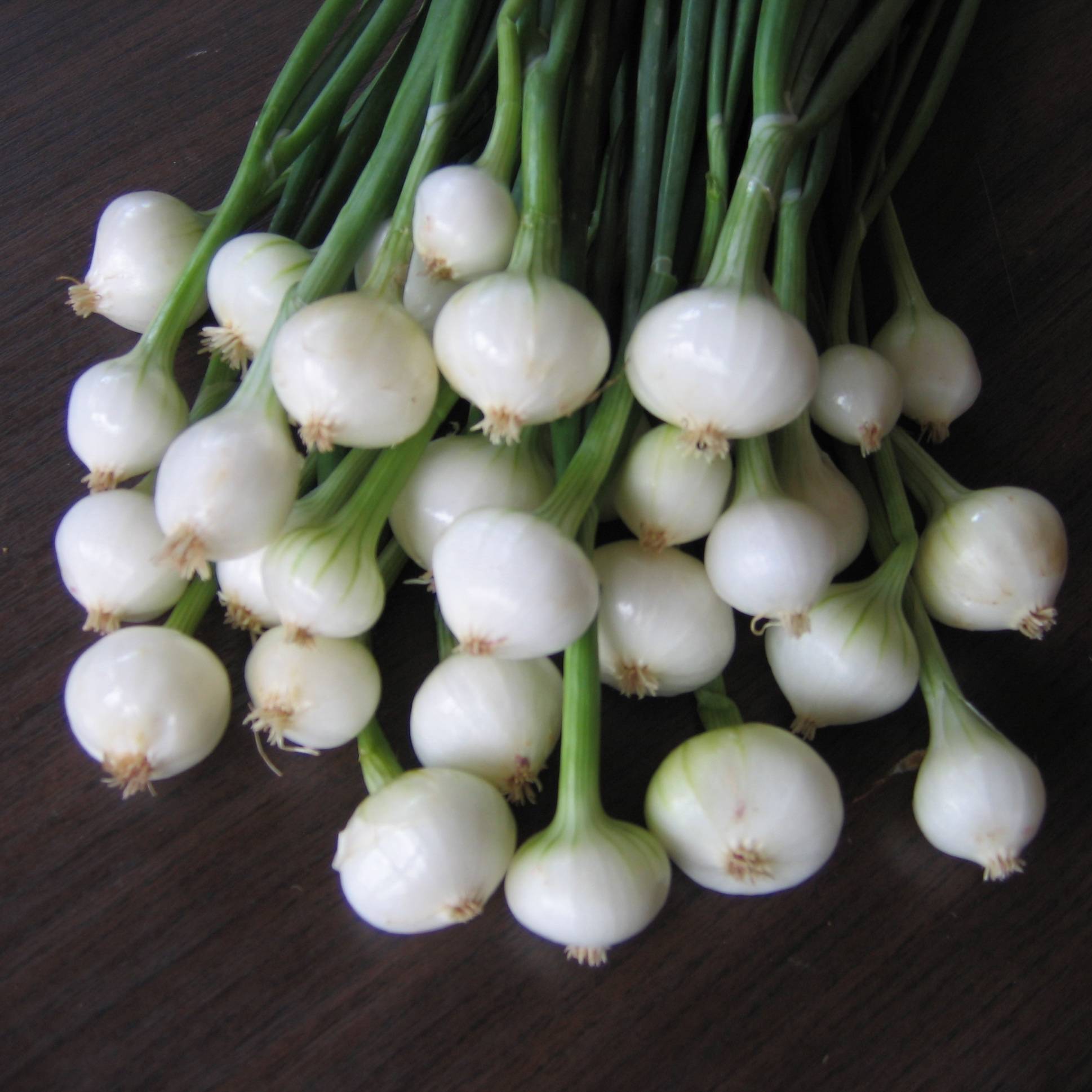 Oignon blanc - Allium cepa en plants Pièce calibre 14/21 mm, Sac de 250g