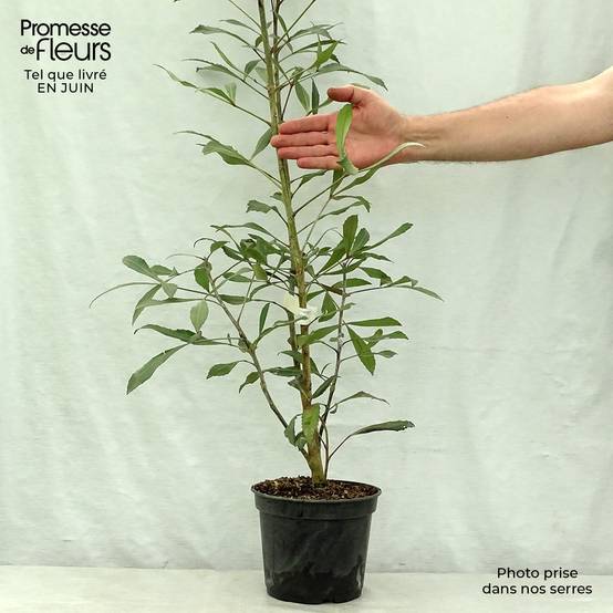 Pseudopanax lessonii Dark Star - Houpara Pot de 2L/3L - Image 2