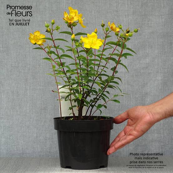 Hypericum - Millepertuis Hidcote Pot de 2L/3L - Image 2