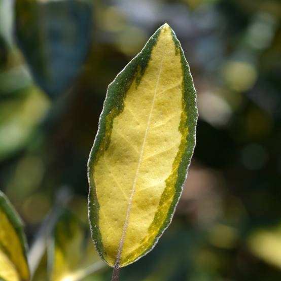 Elaeagnus ebbingei Limelight - Chalef de Ebbing Pot de 2L/3L - Image 1