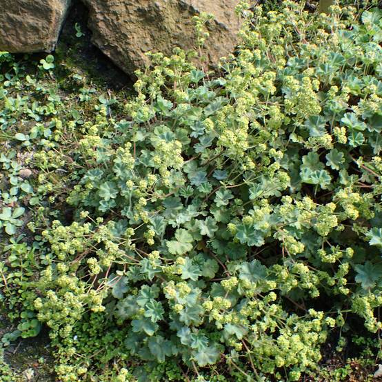 Promesse de Fleurs - Alchemilla caucasica - Alchémille de Caucase Godet de 8/9 cm