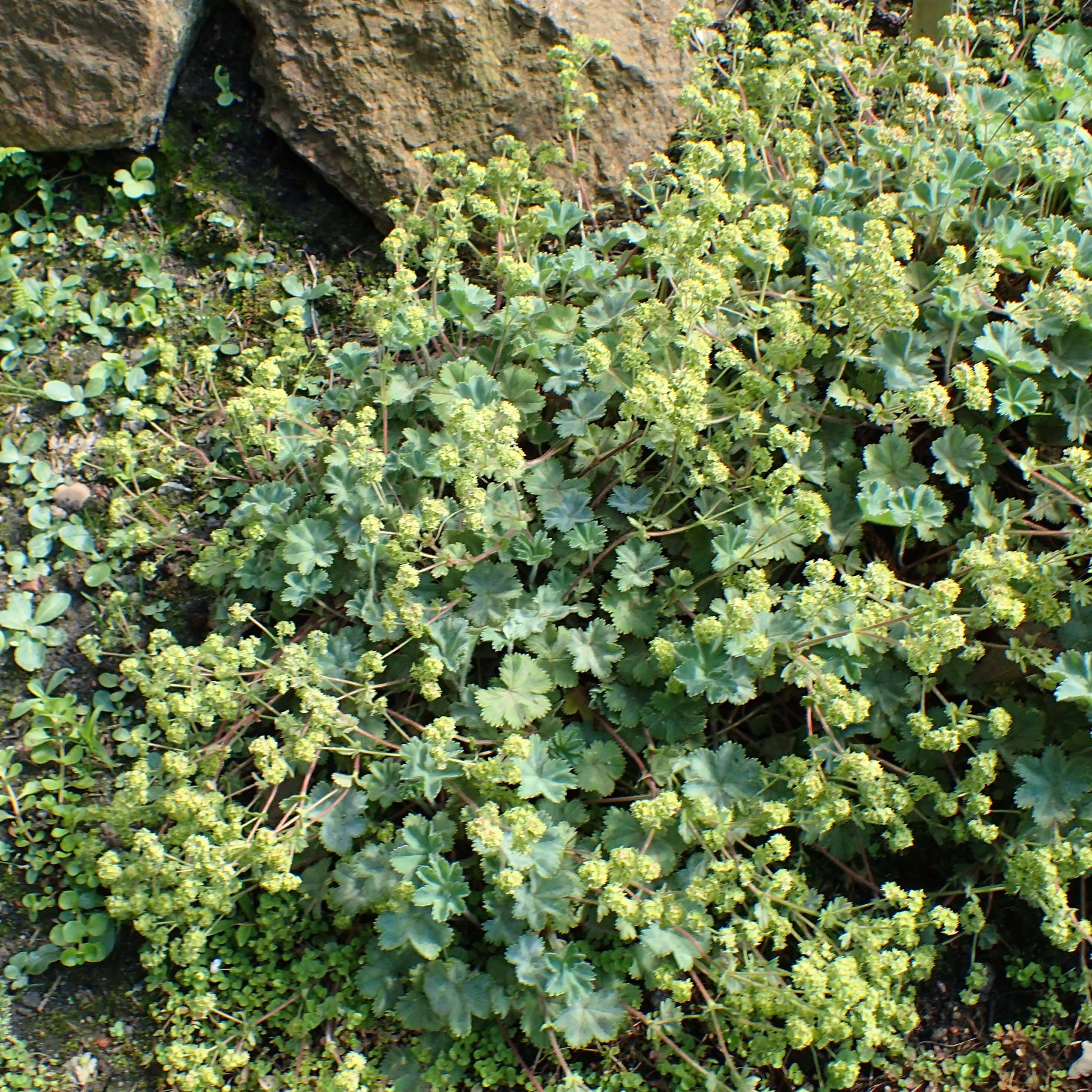 Promesse de Fleurs - Alchemilla caucasica - Alchémille de Caucase Godet de 8/9 cm