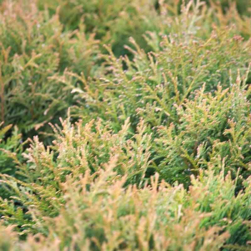Thuya du Canada Danica, Thuja occidentalis - Pot de 3L - 20/40 cm - Image 1