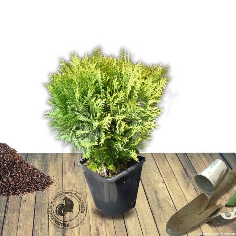 Thuya du Canada Danica, Thuja occidentalis - Pot de 3L - 20/40 cm - Image 6