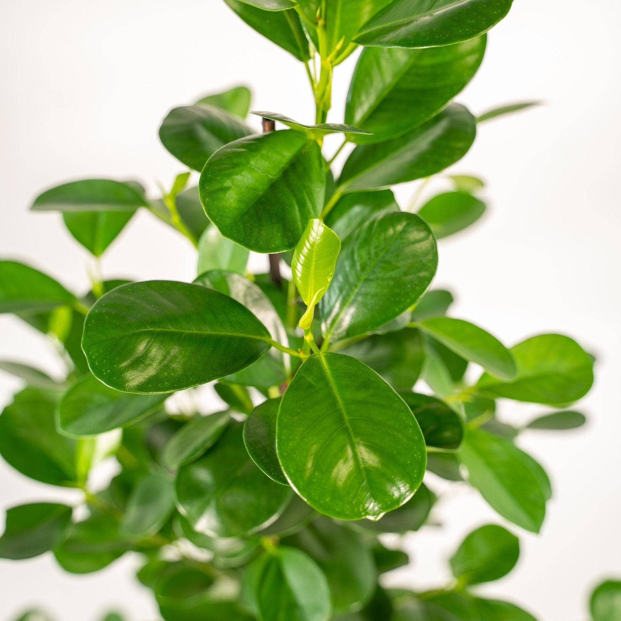 La Green Touch - Ficus microcarpa Moclame + Mand Igmar - ↨95cm - Ø21cm- La Green Touch - Image 4