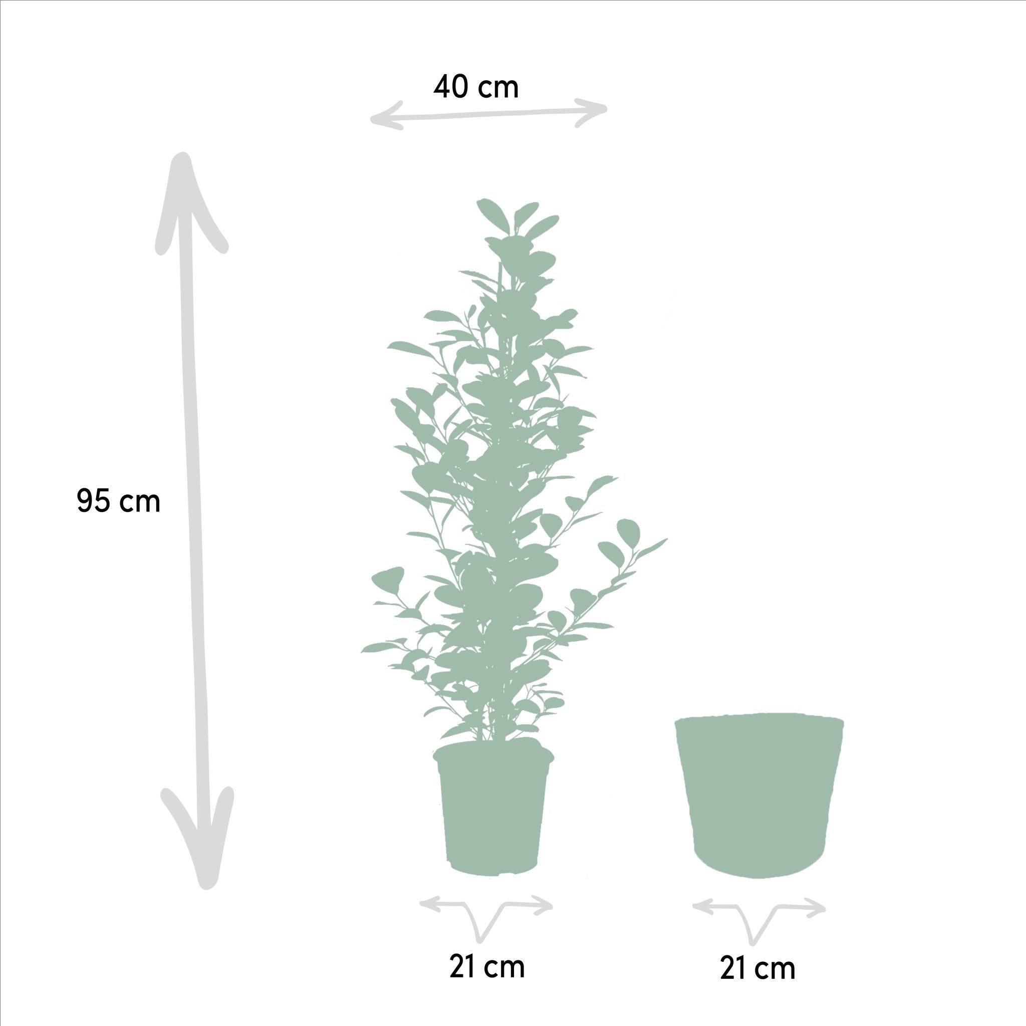 La Green Touch - Ficus microcarpa Moclame + Mand Igmar - ↨95cm - Ø21cm- La Green Touch - Image 5