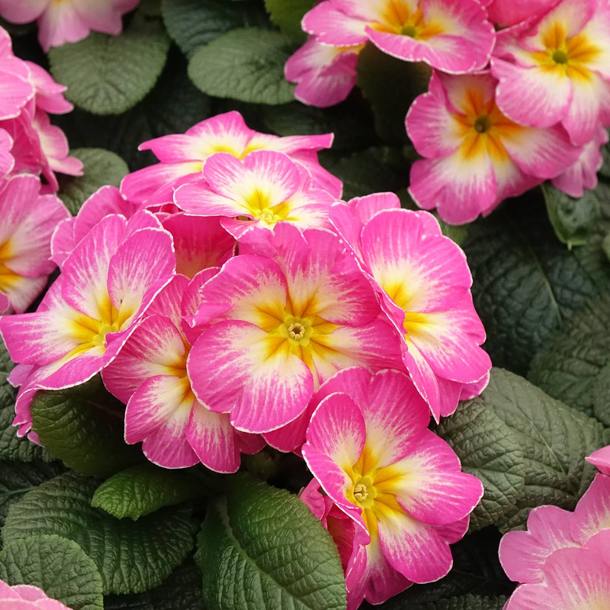 Promesse de Fleurs - Primevère - Primula acaulis Lipstick Mini-motte Ø 1,5/2,5 cm (par 5)