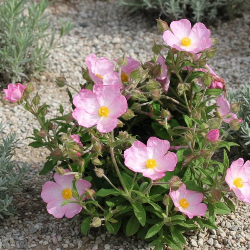 Ciste Grayswood Pink, Cistus à fleurs Rose/ - feuillage Persistant - Lot de 3 godets