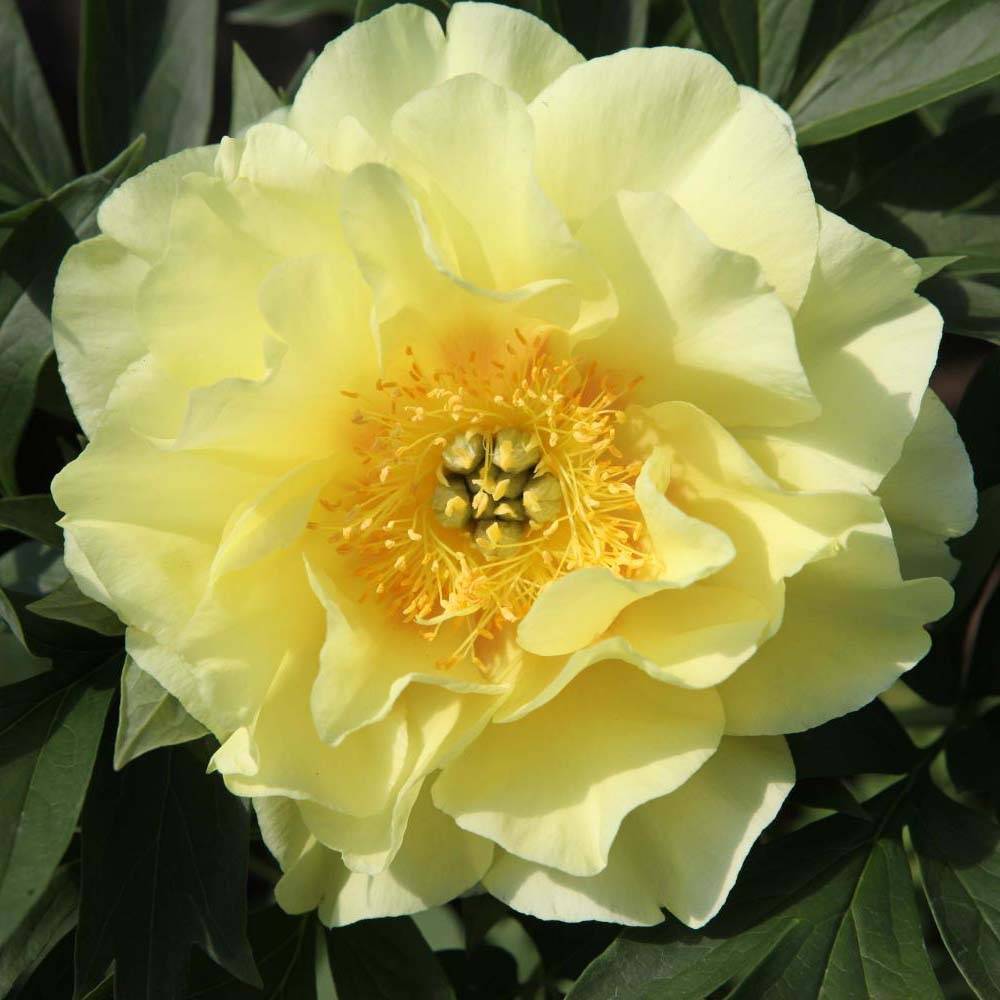 Pivoine Itoh Bartzella Pot de 3L/4L