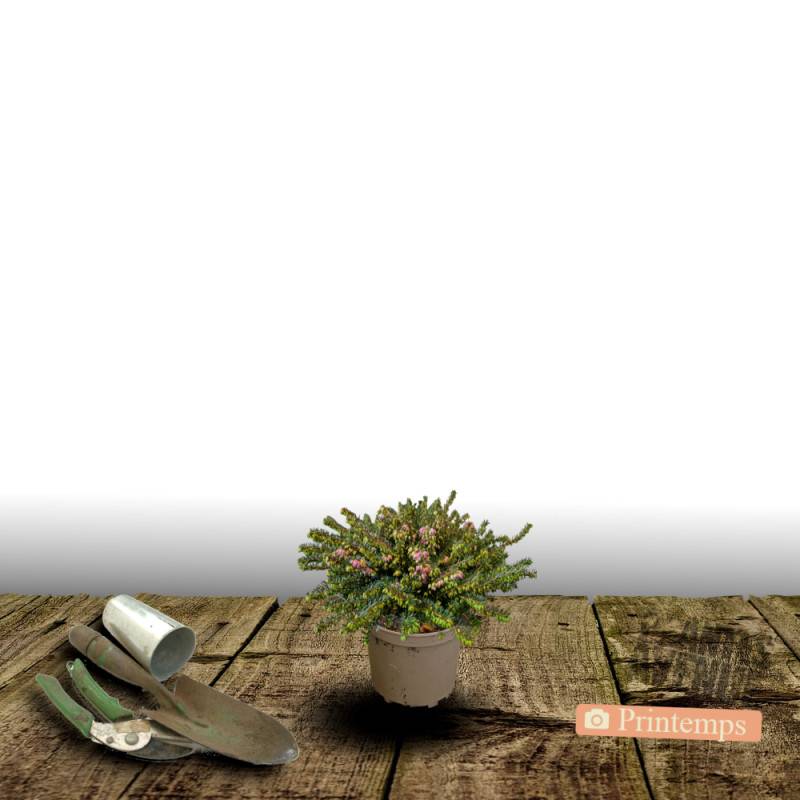 Bruyère d'hiver Fursey à fleurs Rose - feuillage Persistant - Pot de 1,5L - 10/20 cm-  hauteur à maturité De 0,15 m à 0,50 m - Image 3