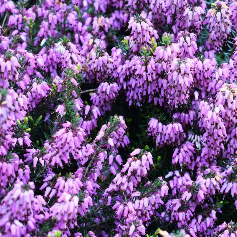 Bruyère d'hiver Fursey à fleurs Rose - feuillage Persistant - Pot de 1,5L - 10/20 cm-  hauteur à maturité De 0,15 m à 0,50 m - Image 1