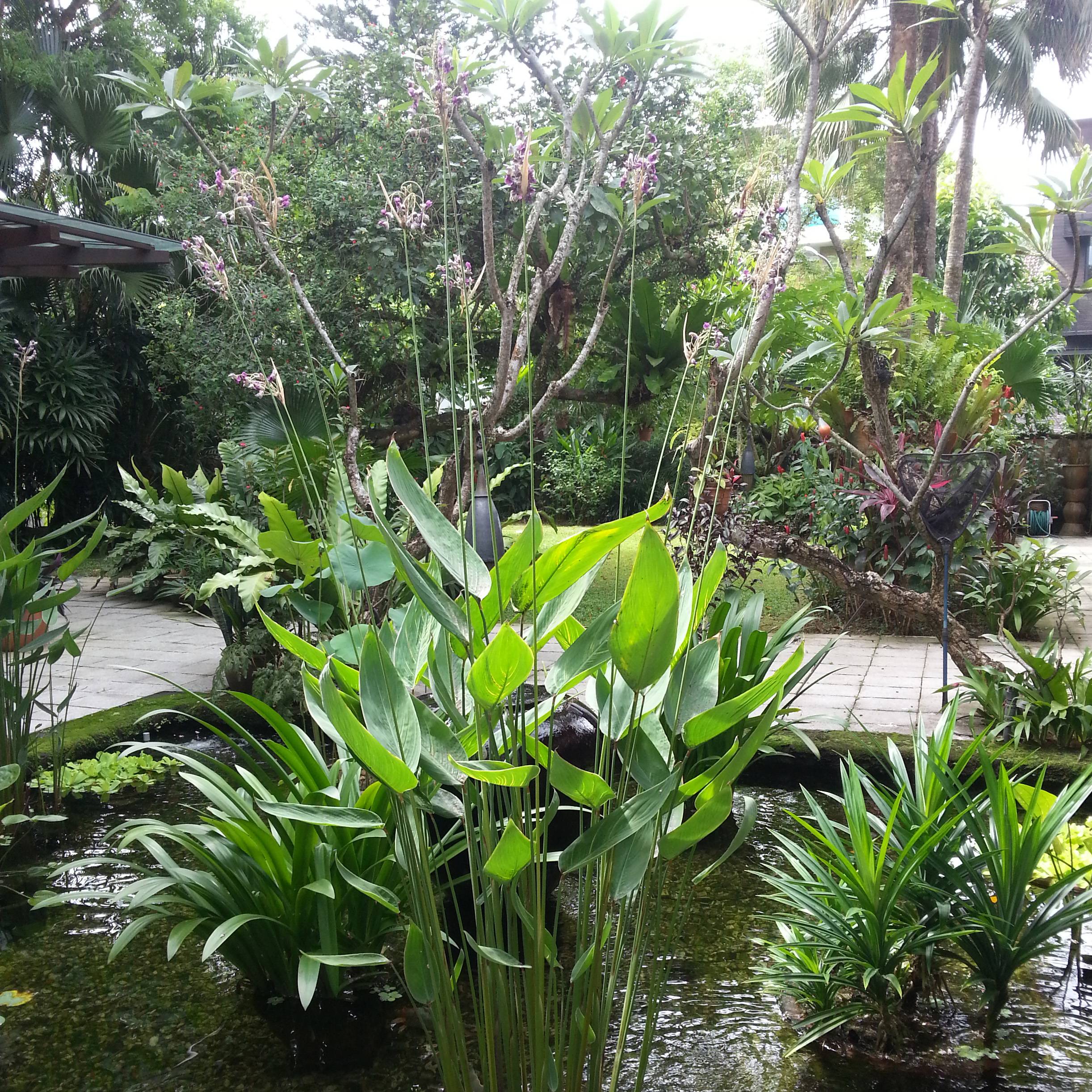 Promesse de Fleurs - Thalia dealbata - Thalie blanche Godet de 8/9 cm