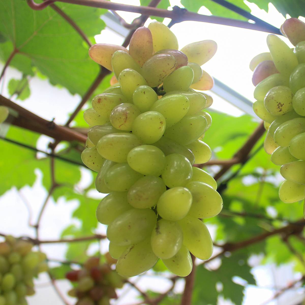 Vigne de table Pizzutello Bianco, Cornichon blanc - Vitis vinifera Pot de 1,5L/2L