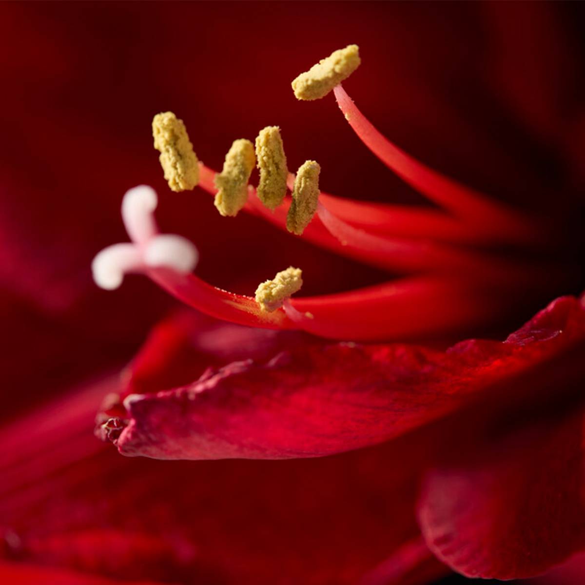 Lot de 2 - Bulbe d'Amaryllis en cire - Maison de Noël - H. 15-25 cm à la livraison - Image 4
