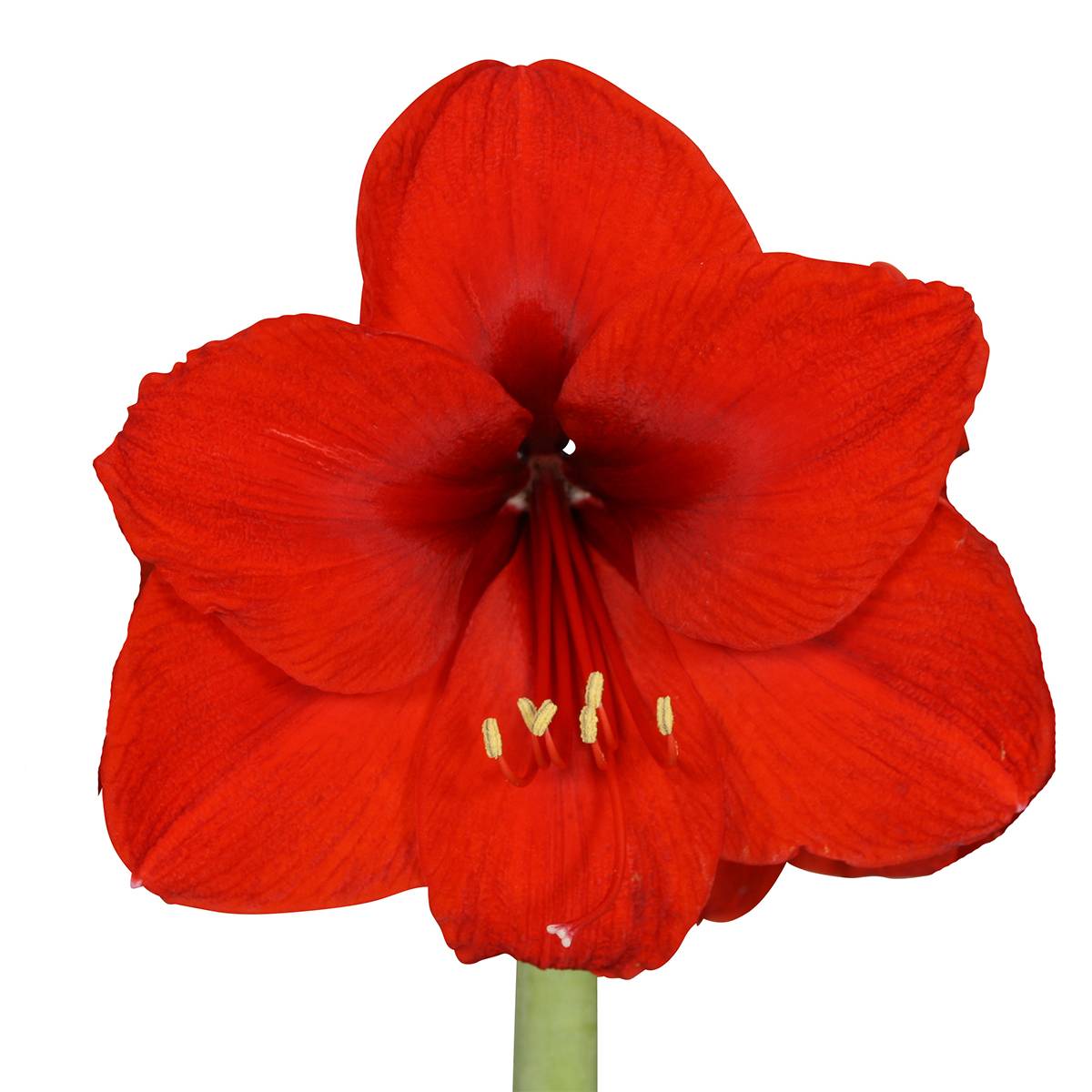 Lot de 2 - Bulbe d'Amaryllis en cire - Maison de Noël - H. 15-25 cm à la livraison - Image 3