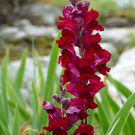 Graines de Muflier Black Prince - Antirrhinum majus le sachet de 2700 graines environ (0,4g)