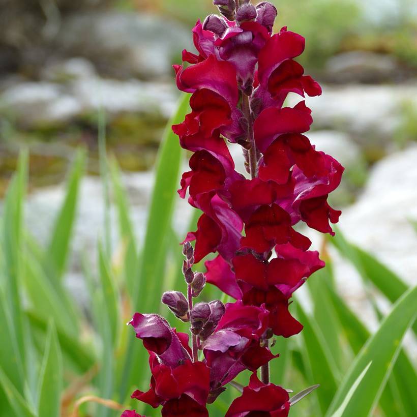 Graines de Muflier Black Prince - Antirrhinum majus le sachet de 2700 graines environ (0,4g)