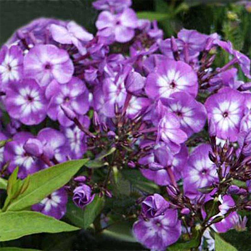 Promesse de Fleurs - Phlox paniculata Uspech Pot de 2L/3L